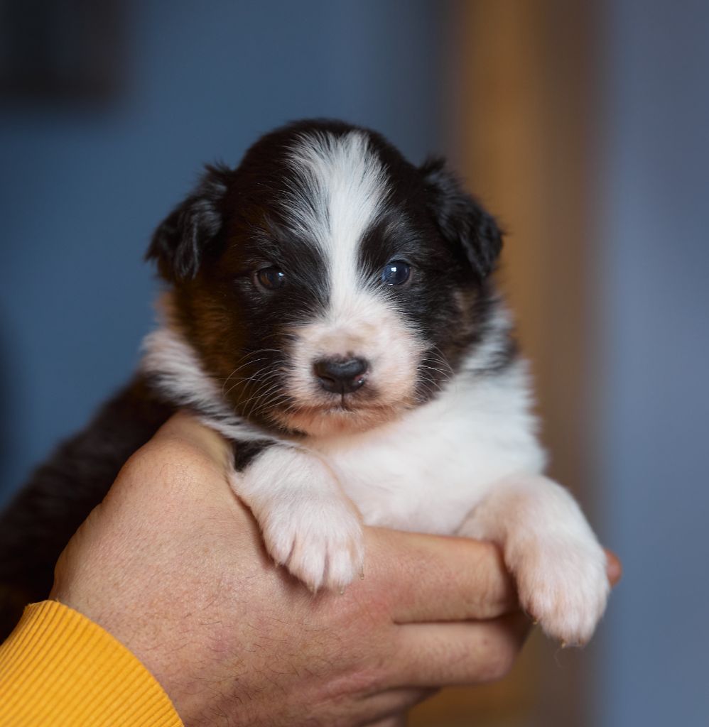 D'Austral Et Boréal - Chiot disponible  - Berger Australien