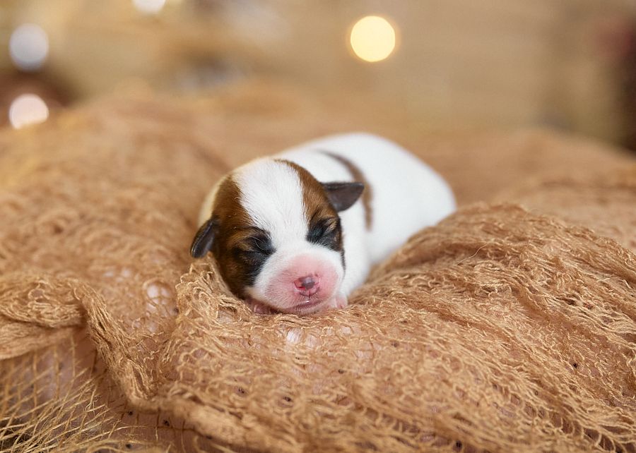 D'Austral Et Boréal - Chiot disponible  - Jack Russell Terrier