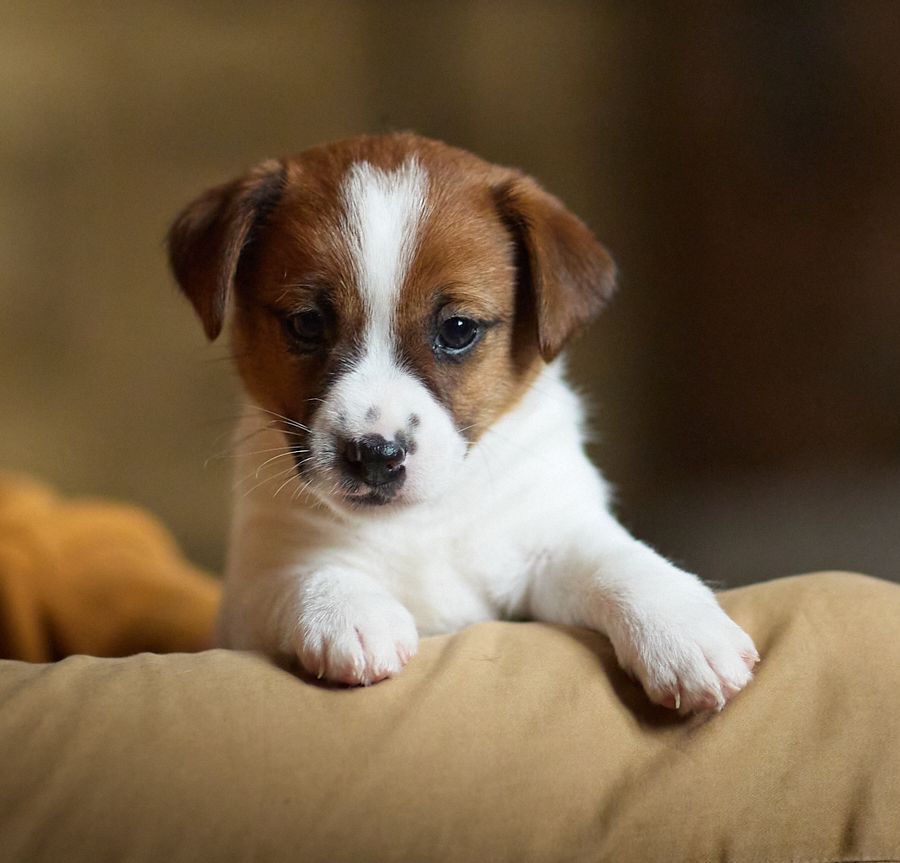 D'Austral Et Boréal - Chiot disponible  - Jack Russell Terrier