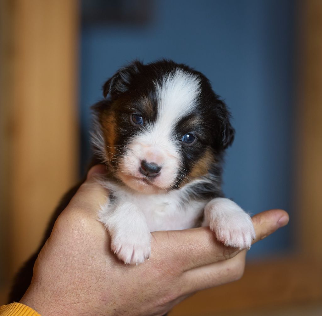 D'Austral Et Boréal - Chiot disponible  - Berger Australien