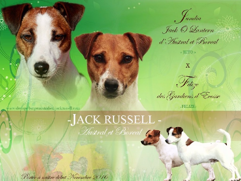 D'Austral Et Boréal - Jack Russell Terrier - Portée née le 04/11/2016