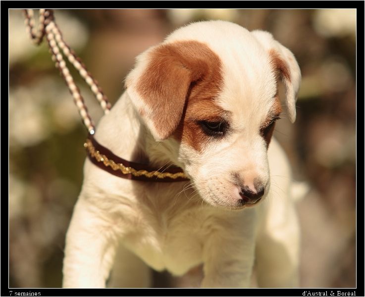 chiot Jack Russell Terrier D'Austral Et Boréal
