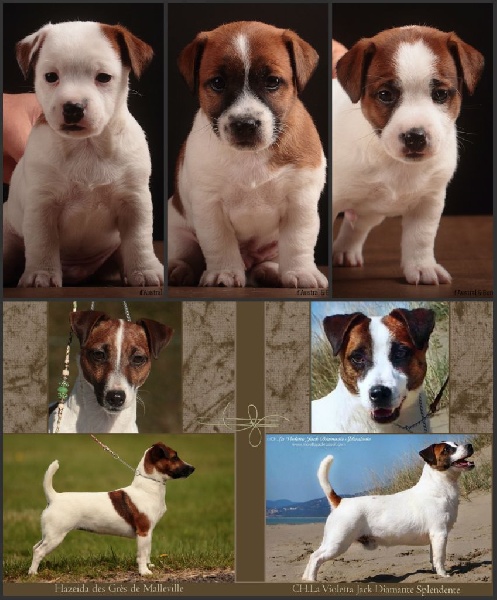 D'Austral Et Boréal - Jack Russell Terrier - Portée née le 31/10/2014
