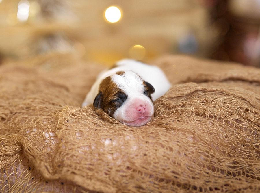 D'Austral Et Boréal - Chiot disponible  - Jack Russell Terrier