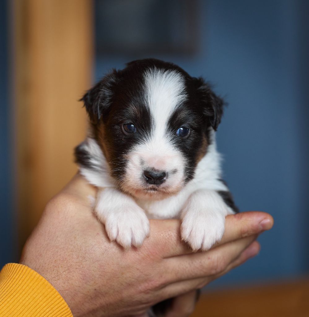 D'Austral Et Boréal - Chiot disponible  - Berger Australien