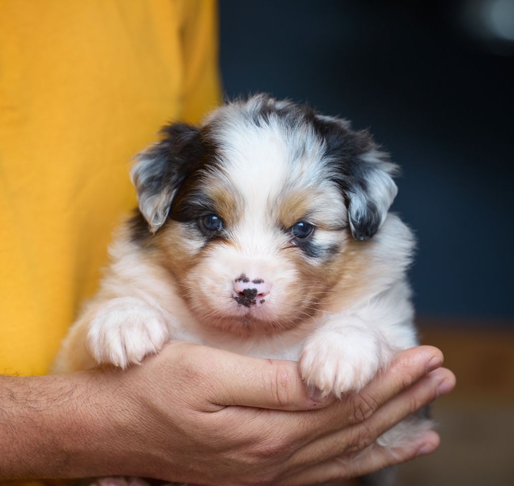 D'Austral Et Boréal - Chiot disponible  - Berger Australien