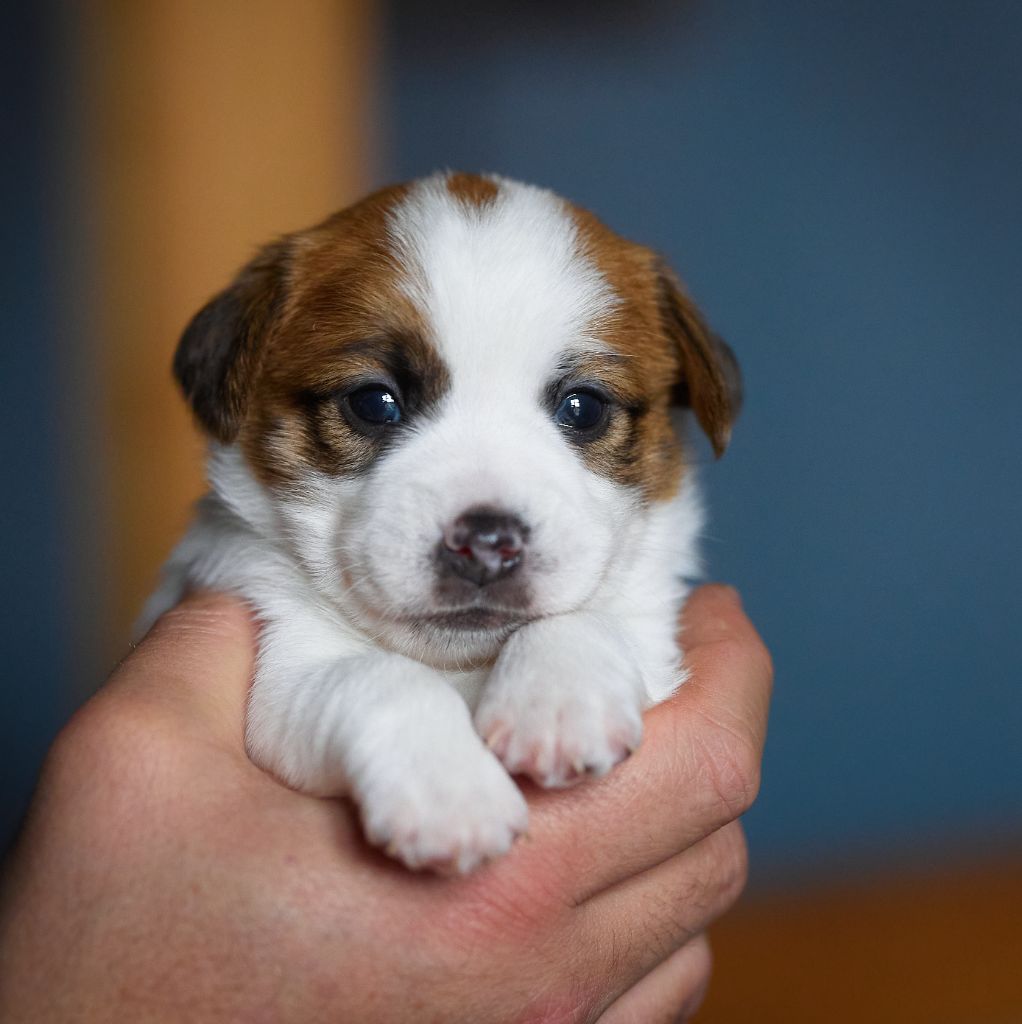 D'Austral Et Boréal - Chiot disponible  - Jack Russell Terrier