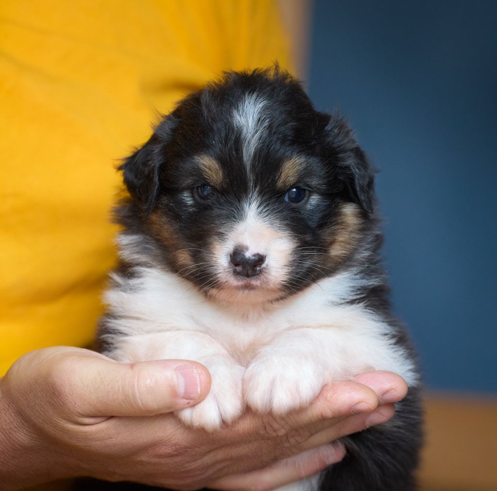 D'Austral Et Boréal - Chiot disponible  - Berger Australien