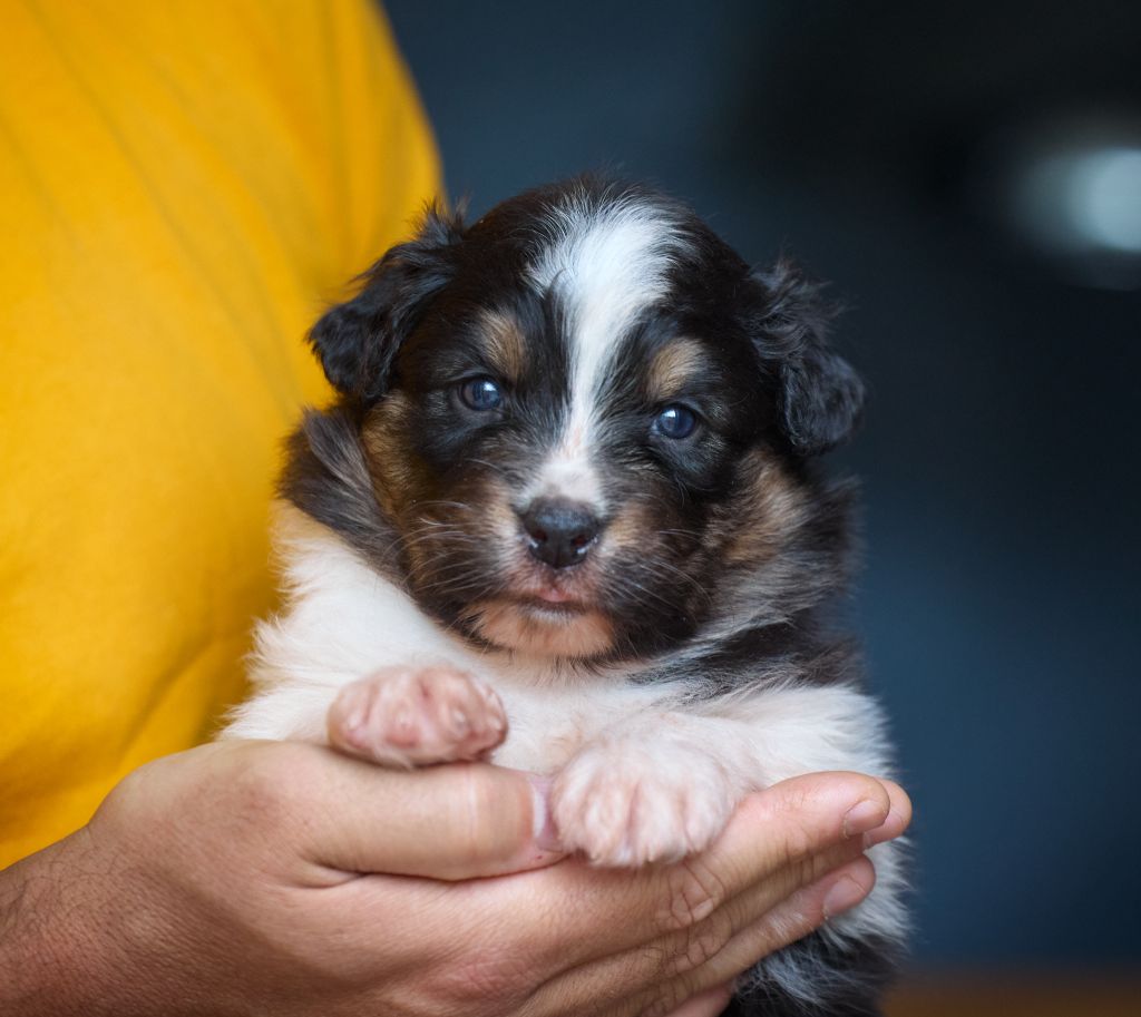 D'Austral Et Boréal - Chiot disponible  - Berger Australien