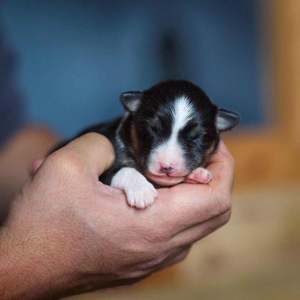 D'Austral Et Boréal - Chiot disponible  - Berger Australien