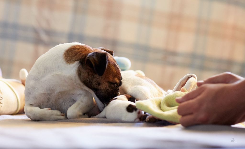 chiot Jack Russell Terrier D'Austral Et Boréal