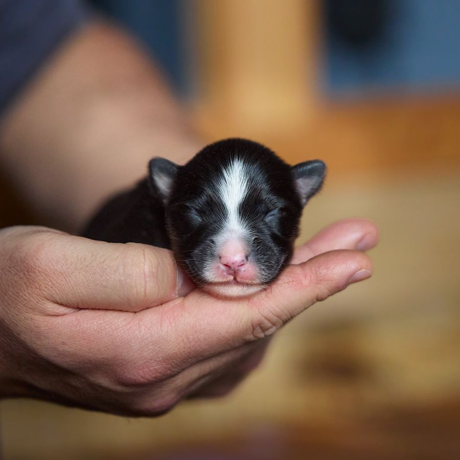 D'Austral Et Boréal - Chiot disponible  - Berger Australien