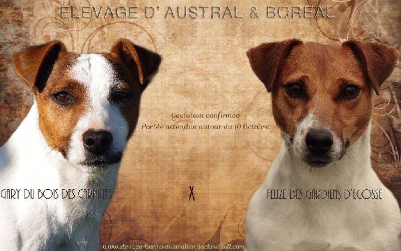 D'Austral Et Boréal - Jack Russell Terrier - Portée née le 11/10/2015