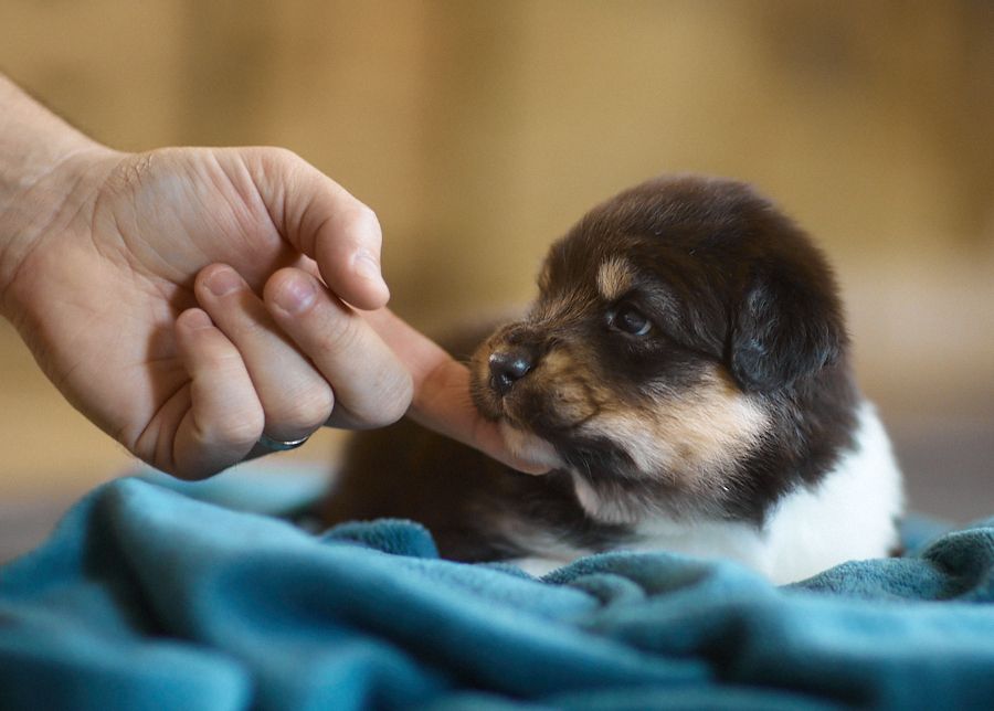 chiot Berger Australien D'Austral Et Boréal