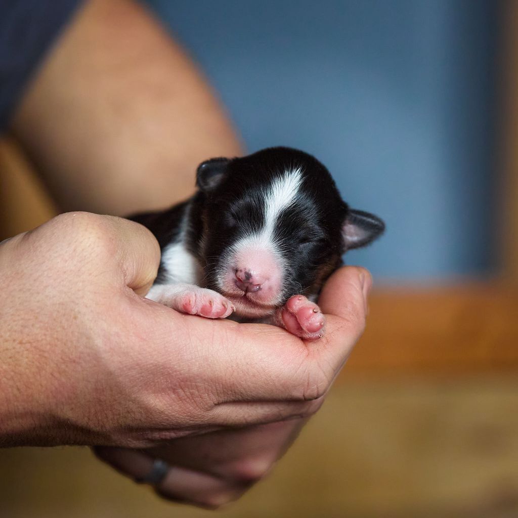 D'Austral Et Boréal - Chiot disponible  - Berger Australien