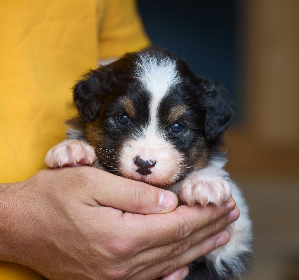 D'Austral Et Boréal - Chiot disponible  - Berger Australien