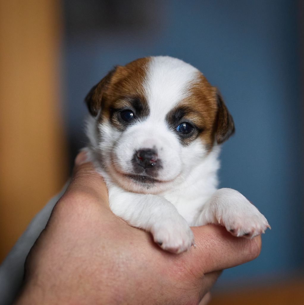 D'Austral Et Boréal - Chiot disponible  - Jack Russell Terrier