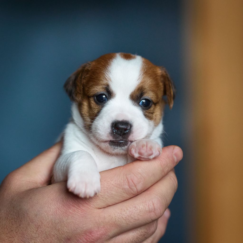 D'Austral Et Boréal - Chiot disponible  - Jack Russell Terrier