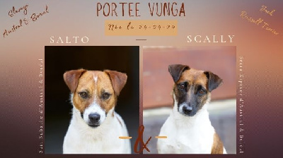 D'Austral Et Boréal - Jack Russell Terrier - Portée née le 24/04/2024