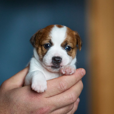 D'Austral Et Boréal - Jack Russell Terrier - Portée née le 22/12/2024