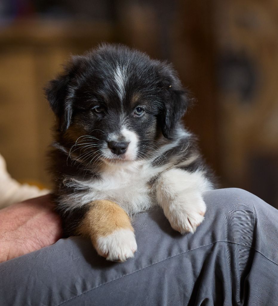 D'Austral Et Boréal - Chiot disponible  - Berger Australien