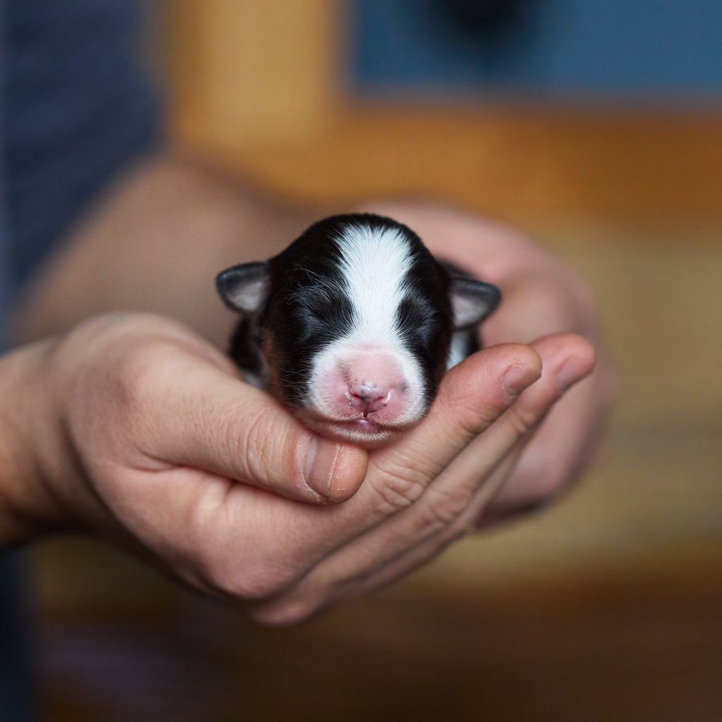 D'Austral Et Boréal - Chiot disponible  - Berger Australien