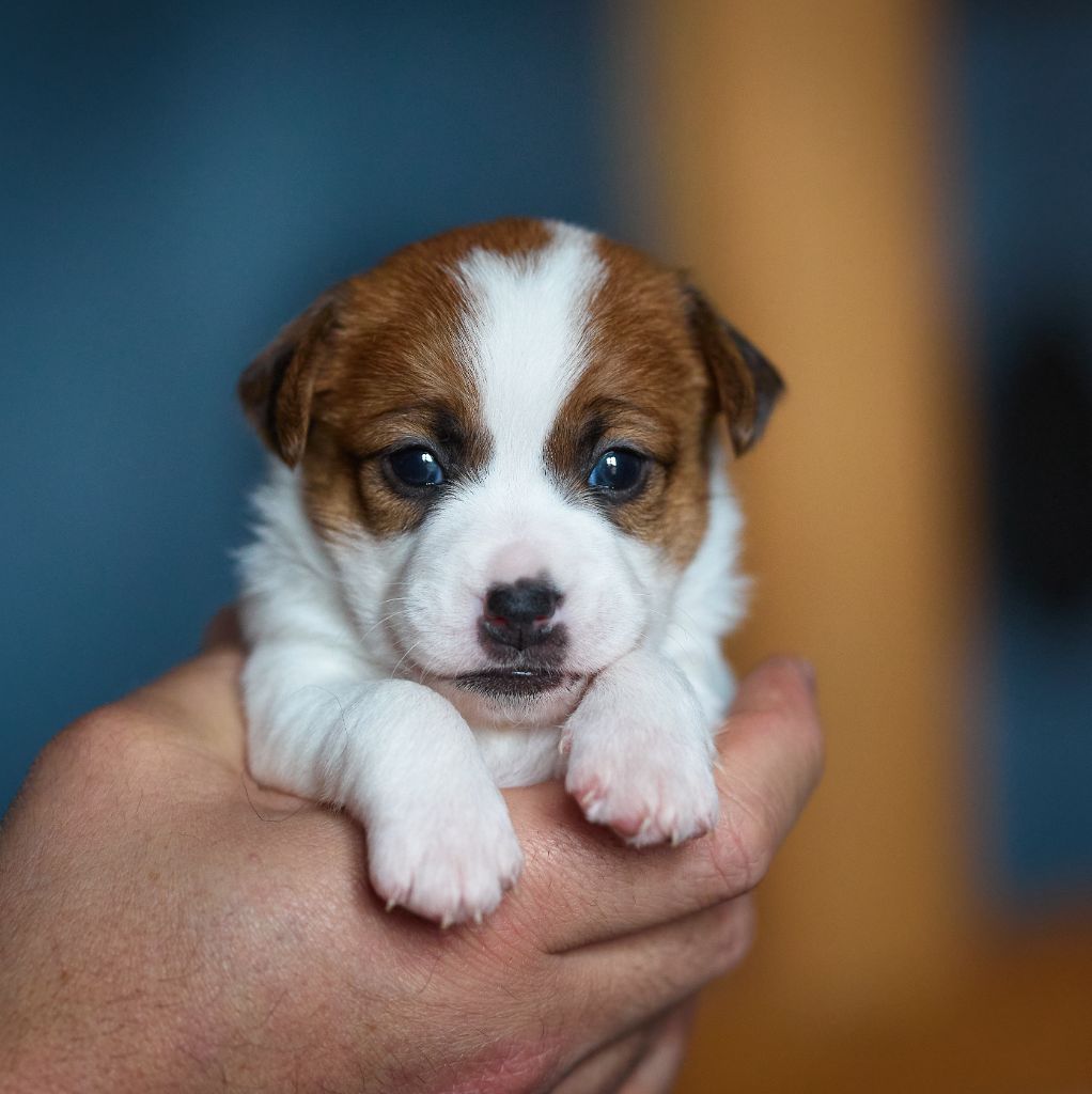 D'Austral Et Boréal - Chiot disponible  - Jack Russell Terrier