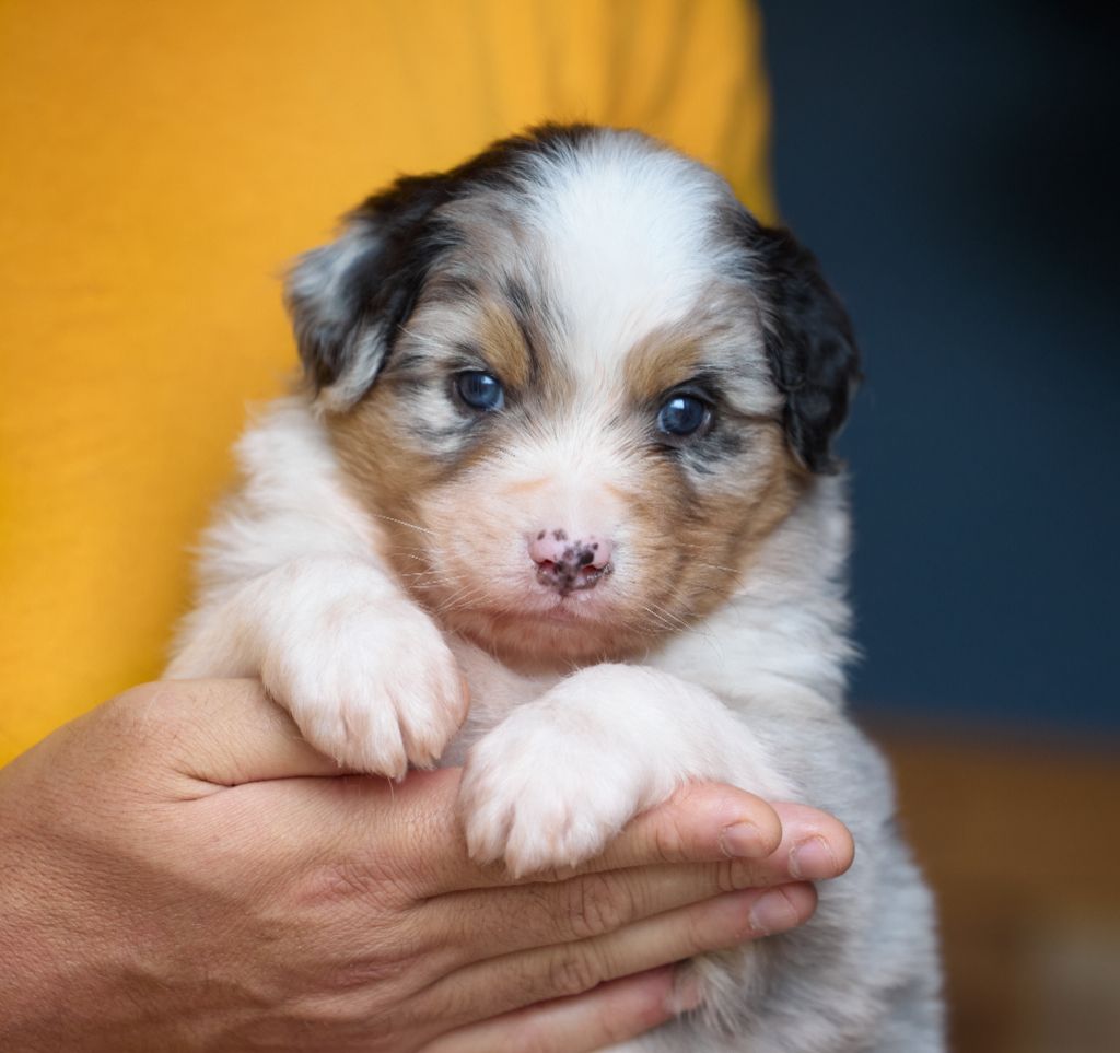 D'Austral Et Boréal - Chiot disponible  - Berger Australien