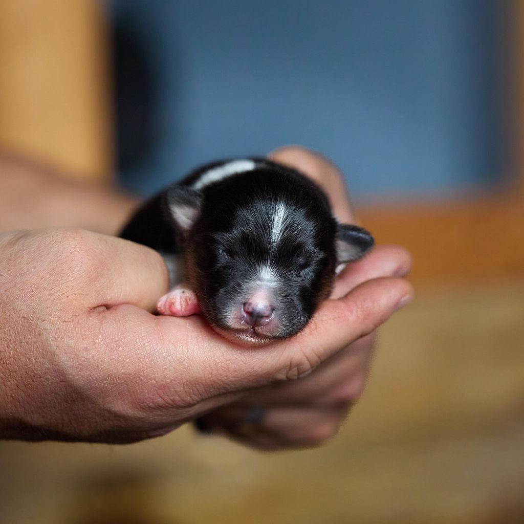 D'Austral Et Boréal - Chiot disponible  - Berger Australien