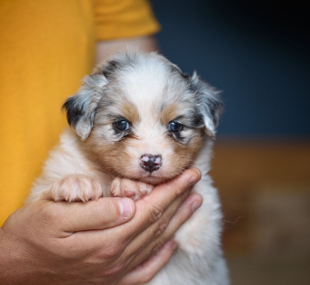 D'Austral Et Boréal - Chiot disponible  - Berger Australien