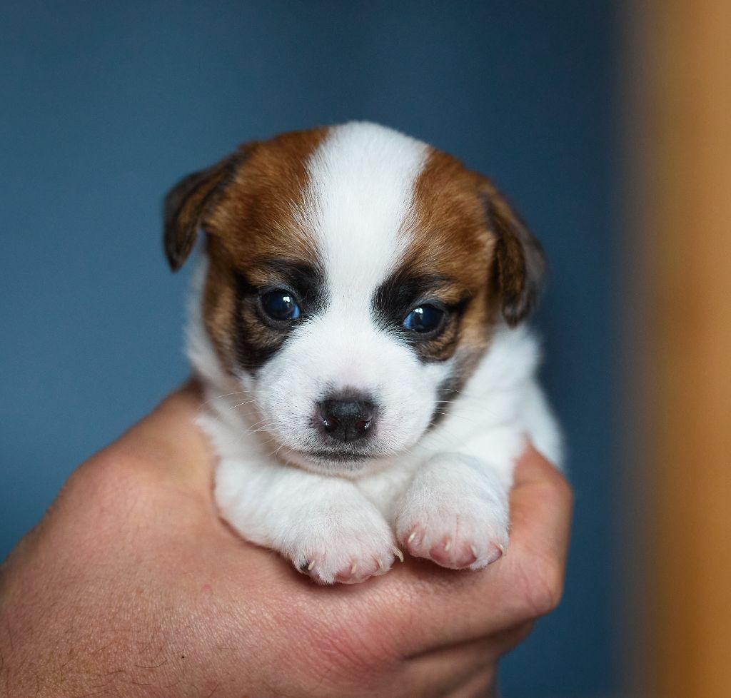 D'Austral Et Boréal - Chiot disponible  - Jack Russell Terrier