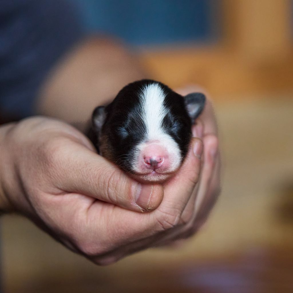 D'Austral Et Boréal - Chiot disponible  - Berger Australien