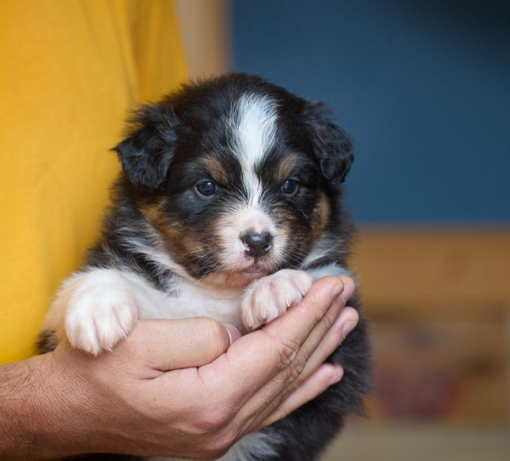 D'Austral Et Boréal - Chiot disponible  - Berger Australien