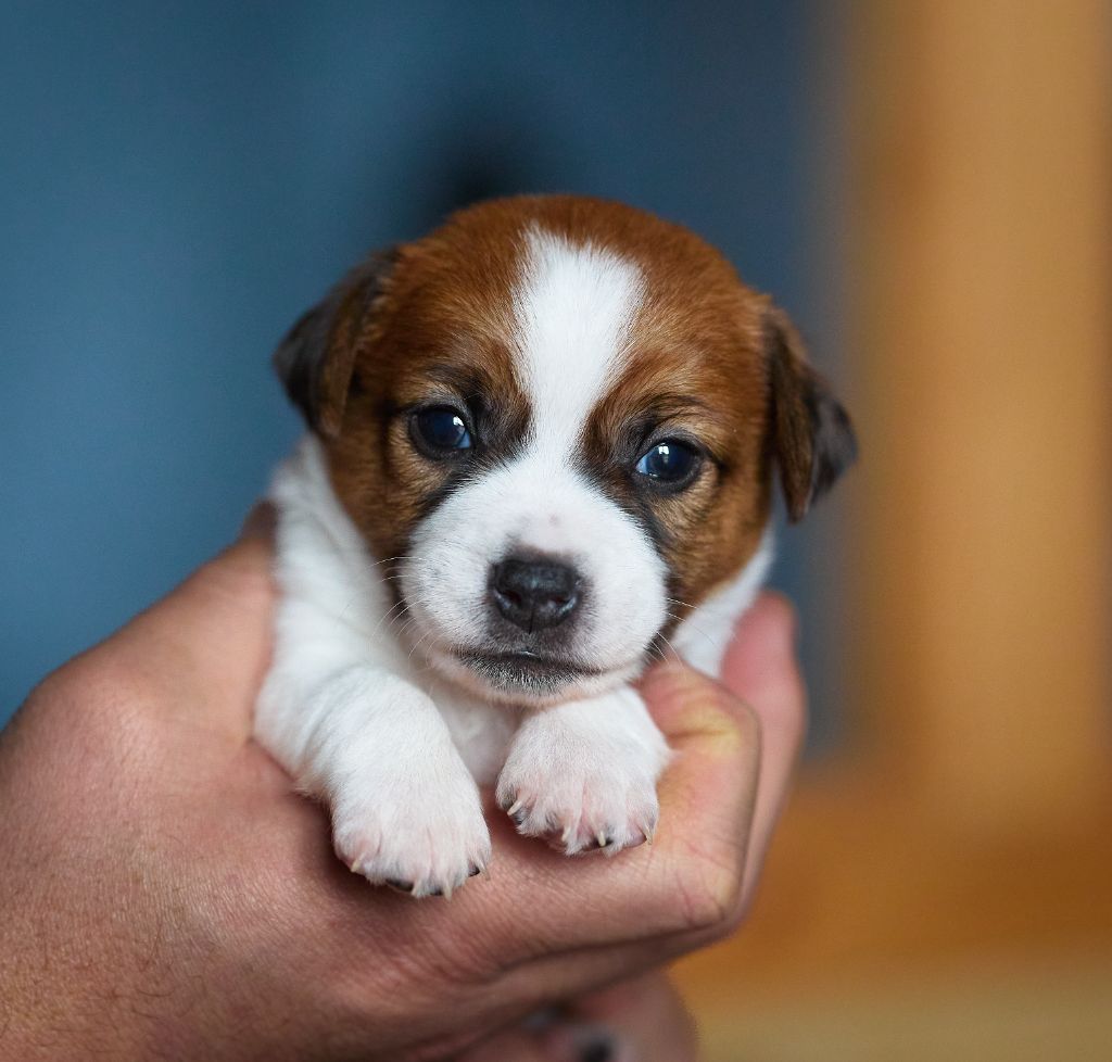 D'Austral Et Boréal - Chiot disponible  - Jack Russell Terrier