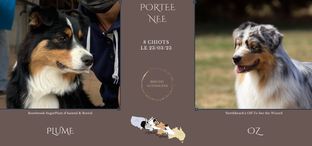 D'Austral Et Boréal - De nouveaux petits êtres sont arrivés le 23/03/23 !