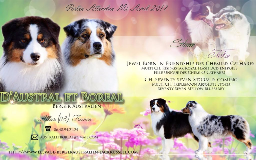 Chiot Berger Australien D'Austral Et Boréal