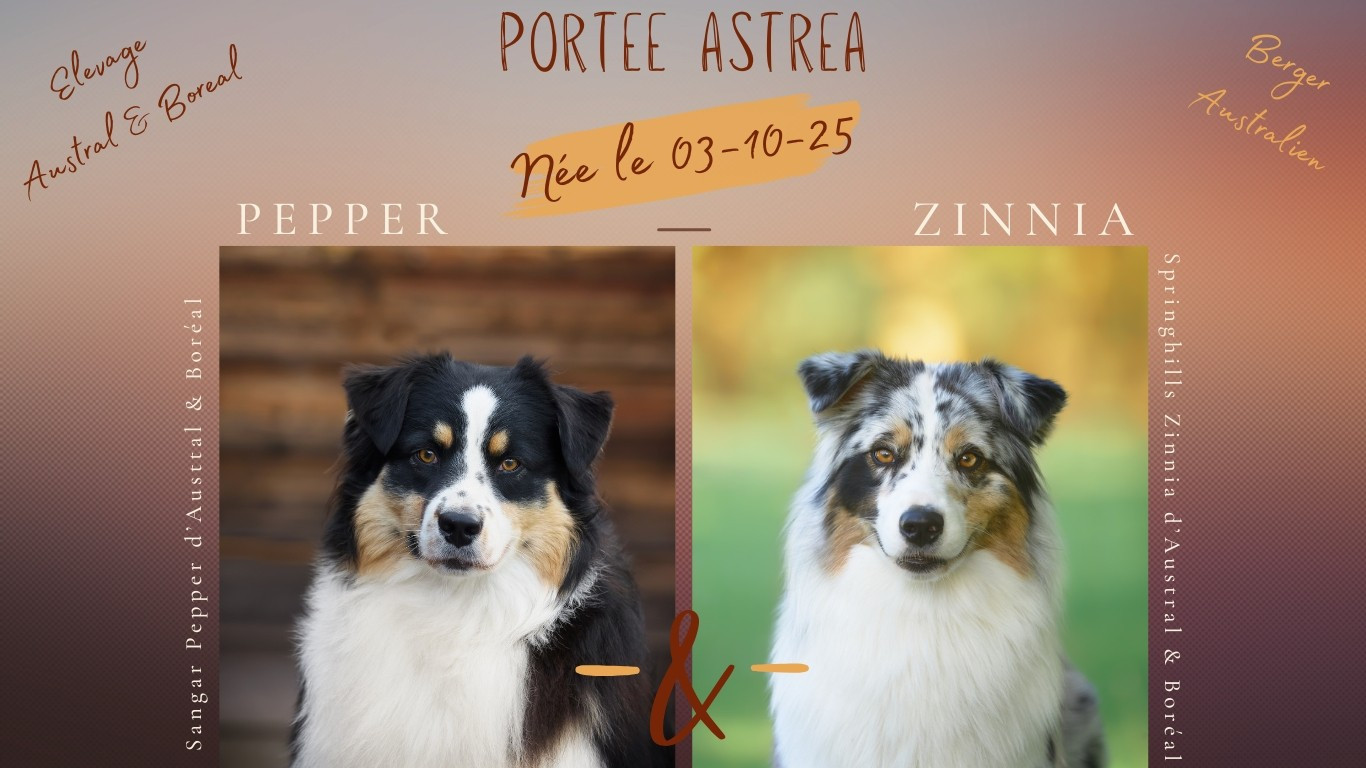 D'Austral Et Boréal - Berger Australien - Portée née le 03/10/2025