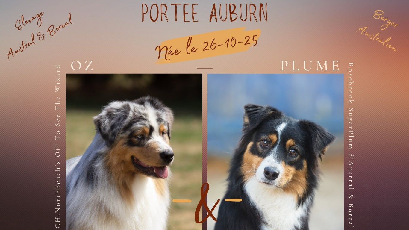 D'Austral Et Boréal - Berger Australien - Portée née le 26/10/2025