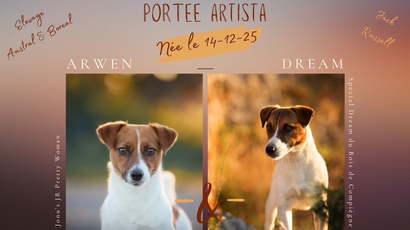 D'Austral Et Boréal - Jack Russell Terrier - Portée née le 14/12/2025