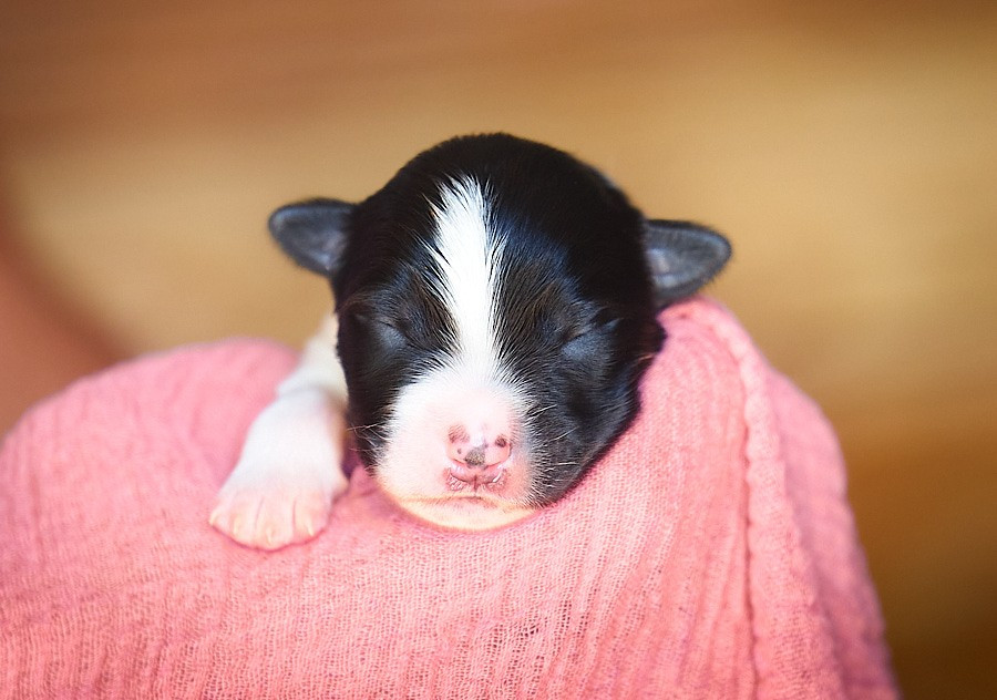 D'Austral Et Boréal - Chiots disponibles - Berger Australien