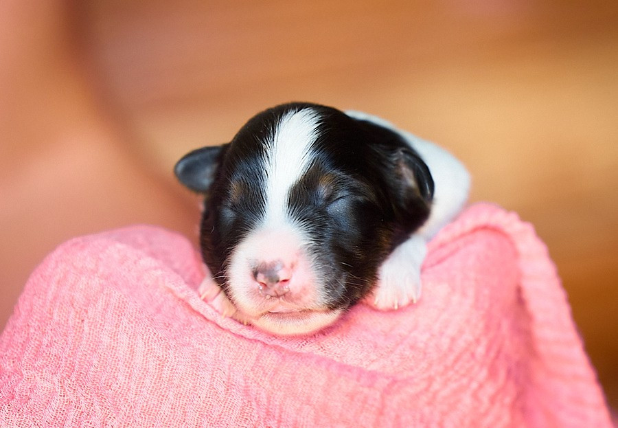 D'Austral Et Boréal - Chiots disponibles - Berger Australien