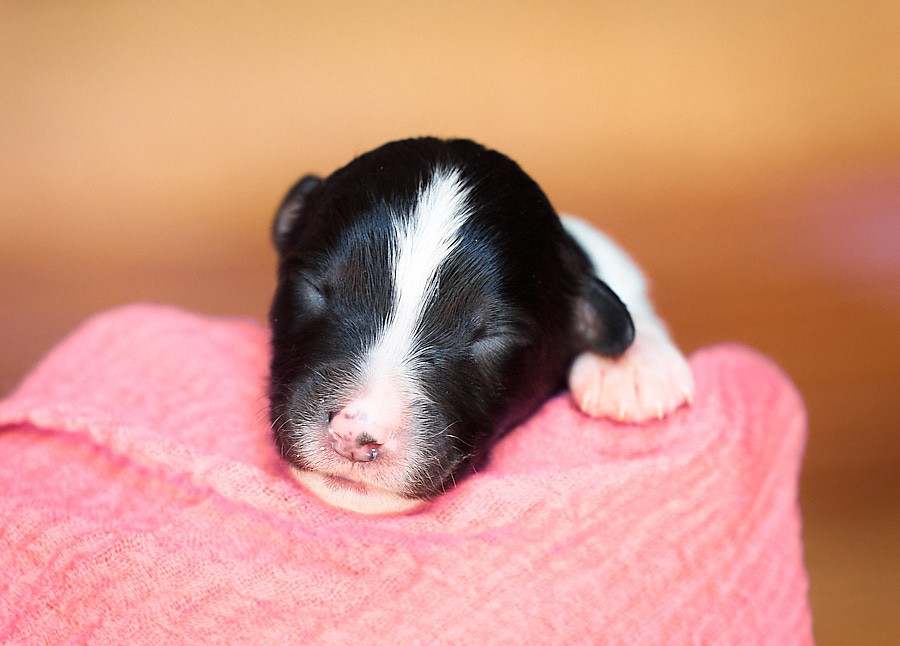 D'Austral Et Boréal - Chiots disponibles - Berger Australien