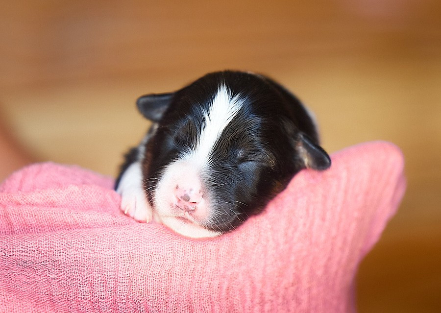 D'Austral Et Boréal - Chiots disponibles - Berger Australien