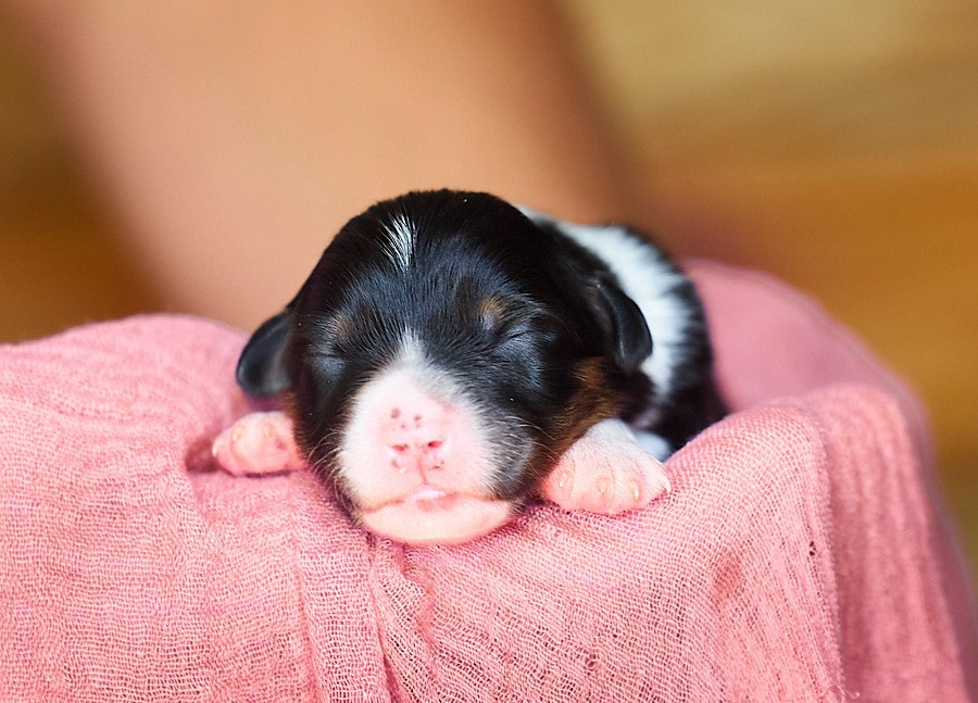 D'Austral Et Boréal - Chiots disponibles - Berger Australien