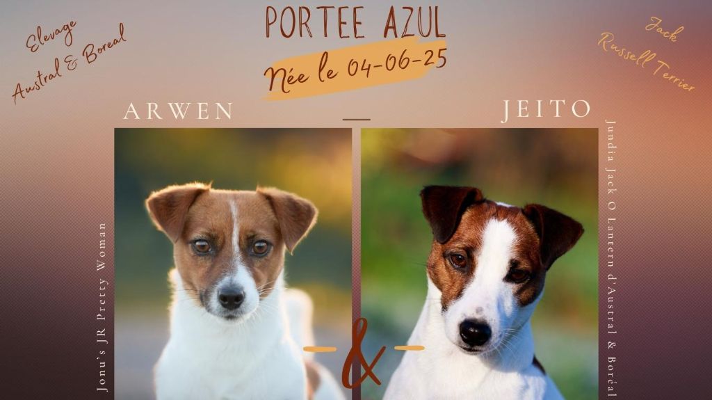 D'Austral Et Boréal - Jack Russell Terrier - Portée née le 04/06/2025