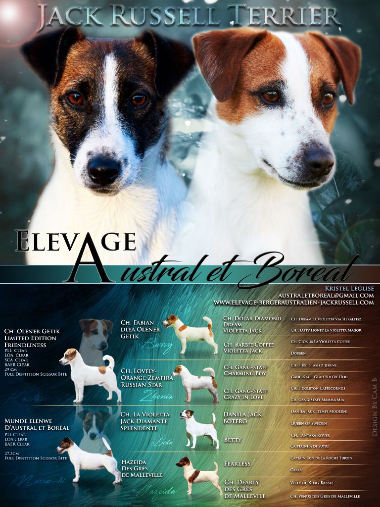 D'Austral Et Boréal - Jack Russell Terrier - Portée née le 11/06/2019