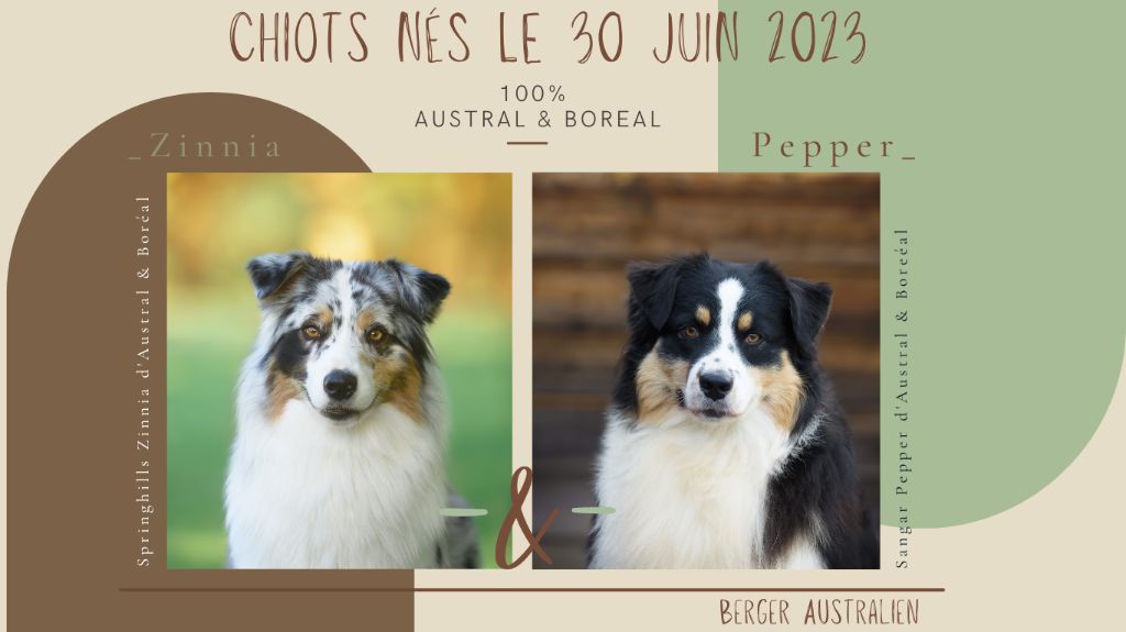 D'Austral Et Boréal - Berger Australien - Portée née le 30/06/2023