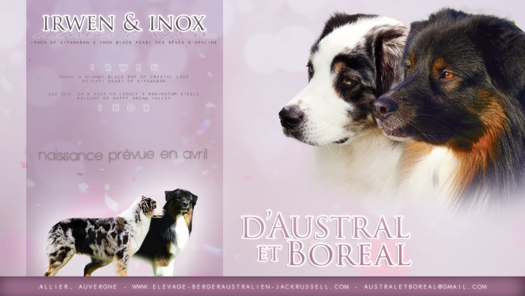D'Austral Et Boréal - Berger Australien - Portée née le 12/04/2017