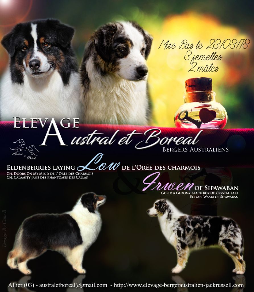 D'Austral Et Boréal - Berger Australien - Portée née le 23/03/2018