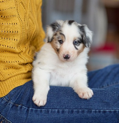 KAHLUA